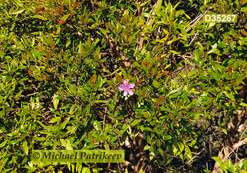 Tibouchina pulchra